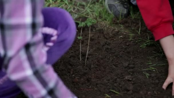 Crianças desfrutando de plantar sua própria planta de mirtilos — Vídeo de Stock