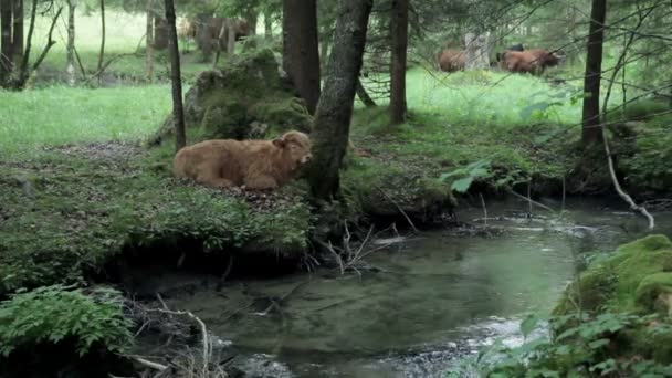 Brun bull vilar på bete av en flod — Stockvideo