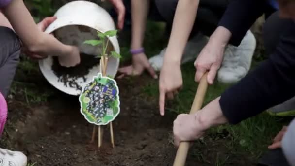 新鮮な土壌のブルーベリーを植えること — ストック動画