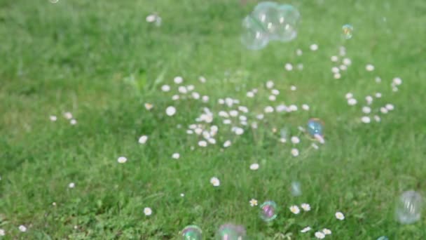 Soap bubbles on meadow — Stock Video