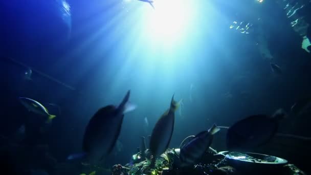 Ikan berenang di atas tumpukan harta karun — Stok Video