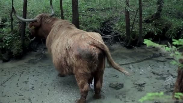 Stora bruna bull njuter av kylning i färska river — Stockvideo