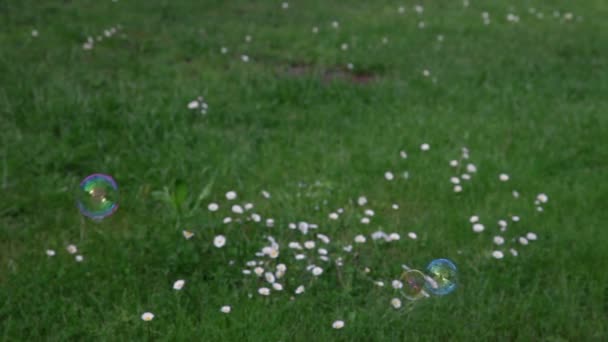 Soap bubbles on green lawn — Stock Video