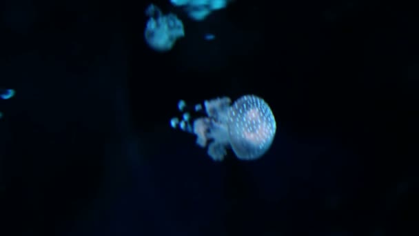 Small shiny Jellyfishes in sea — Stock Video