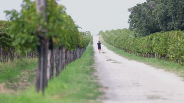 Макадам путь с бегуном между двумя полями виноградных лоз — стоковое видео