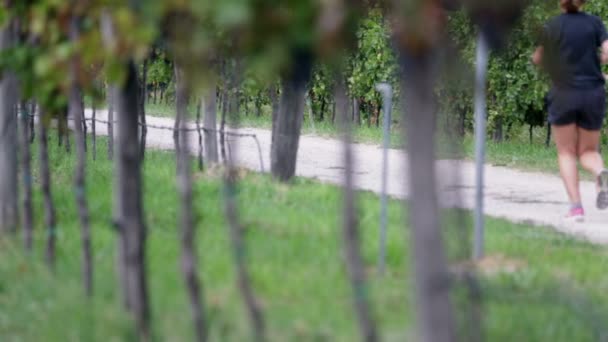 Знімок макадамового шляху через стебла винограду — стокове відео