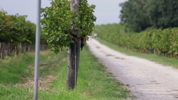 Strada di campagna con viti su entrambi i lati — Video Stock