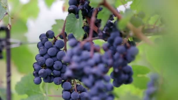 Mãos lutando para remover uvas de videiras — Vídeo de Stock