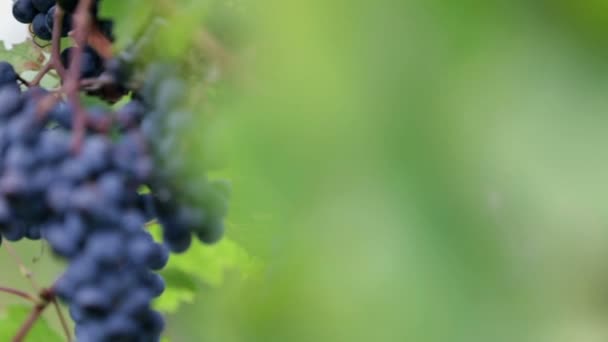 Hand opstijgt druiven van wijngaarden — Stockvideo