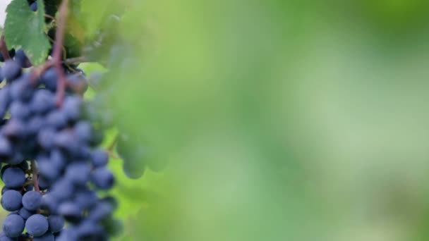 Detalle de la mano recogiendo una baya de uvas maduras — Vídeos de Stock