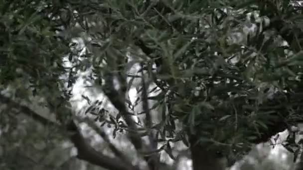 Κλείστε το τηγάνι πλάνο της κλαδιά δέντρων παχύ — Αρχείο Βίντεο