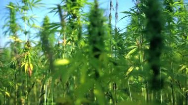 endüstriyel kenevir büyüyen