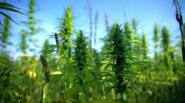 Kenevir alan hareket