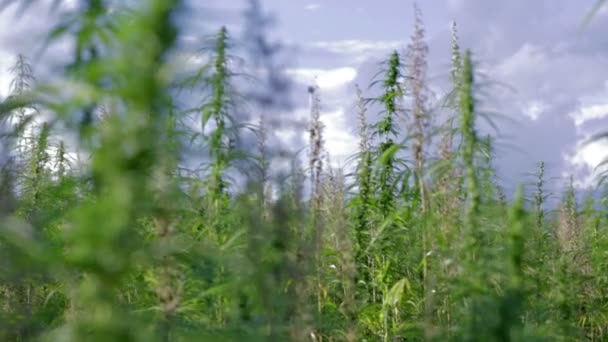 Plantes industrielles de cannabis de près — Video