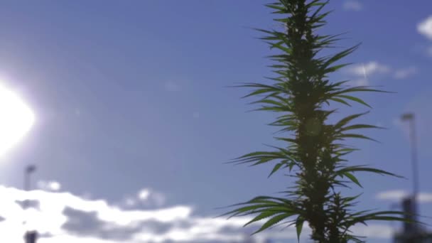 Toppen av industriell cannabis med sol — Stockvideo