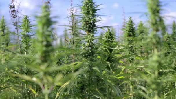 Bouquet de plantes industrielles de cannabis se déplaçant dans le vent — Video
