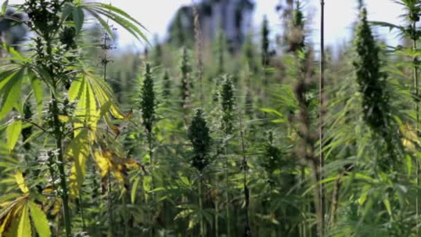 Plantas industriales de cannabis en la sombra en un día soleado — Vídeos de Stock