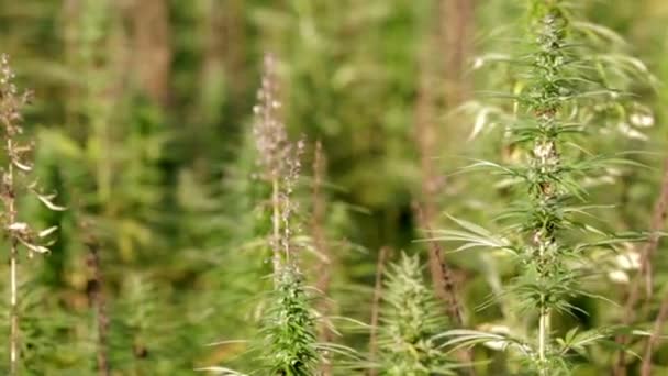 Cannabis industriel avec fond flou — Video