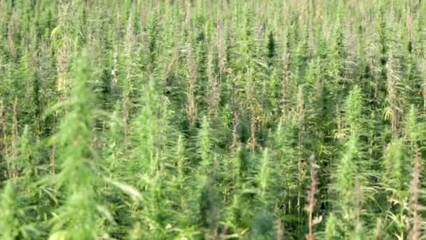 Amplio campo de cannabis industrial — Vídeos de Stock