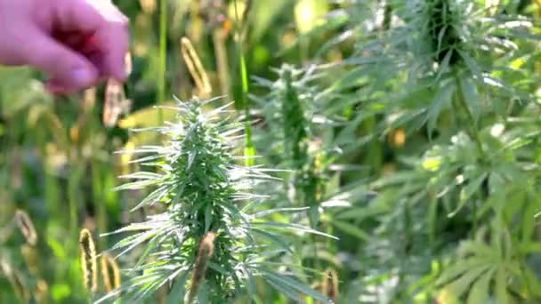 Touching the top of industrial hemp with top of fingers — Stock Video