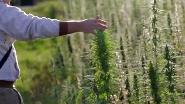 Glisser sur du cannabis industriel avec les mains — Video