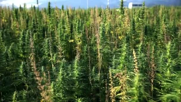 Huge hemp field with cars in background — Stock Video