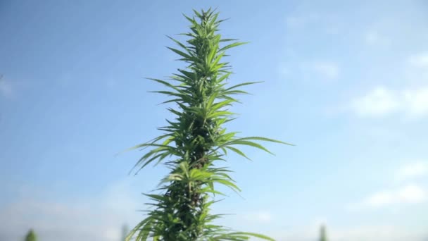 Topo da planta de cannabis se movendo lentamente — Vídeo de Stock