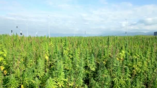 Colpo inferiore superiore del campo di piante di cannabis industriale — Video Stock