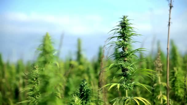 Plantas industriales de cannabis centradas en horizontes — Vídeos de Stock