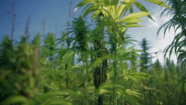 越来越多领域的大型工业大麻 — 图库视频影像