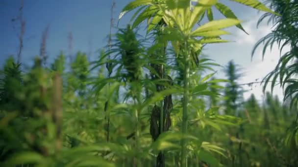 Growing field of large industrial hemp — Stock Video