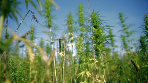 Moving through hemp field on sunny day — Stock Video