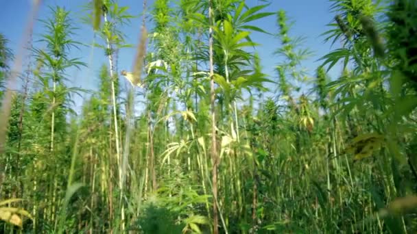 Bottom up shot of industrial hemp plants — Stock Video