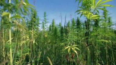 endüstriyel kenevir alanda yürüyüş