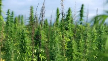 endüstriyel kenevir bitki büyük alan