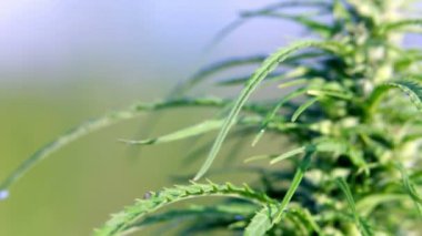 endüstriyel kenevir soldan sağa hareket