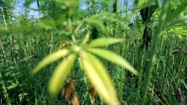 Allontanarsi dalla pianta industriale di cannabis — Video Stock