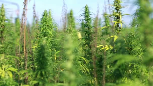 Um bando de plantas industriais de cannabis — Vídeo de Stock