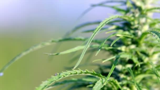 Cannabis industrial se movendo da esquerda para a direita — Vídeo de Stock