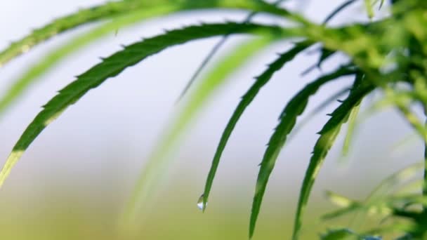 Nahaufnahme eines Cannabisblattes mit Wassertropfen — Stockvideo