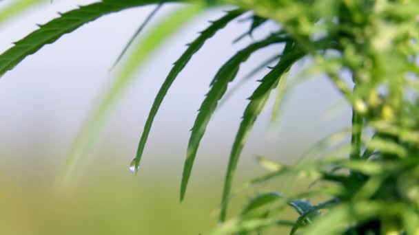 Industrial hemp close shot — Stock Video