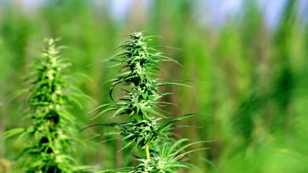 Plantes de cannabis se déplaçant avec la route en arrière-plan — Video