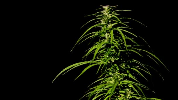 Cannabis su sfondo nero — Video Stock