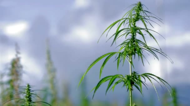 La cima de la cultura del cannabis con montañas en el horizonte — Vídeo de stock