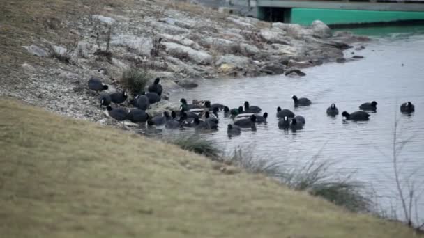 Skupina kachny shromážděných na pobřeží na pecku — Stock video