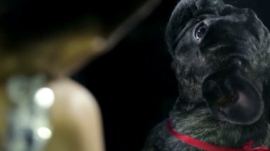 Fransız bulldog 'u araba kullanan bir kadının yanında oturuyor.