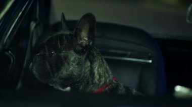 Fransız bulldog arabanın camından bakıyor.