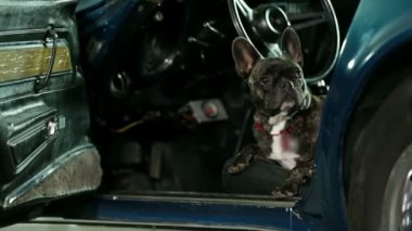 Fransız bulldog arabadan atlıyor.