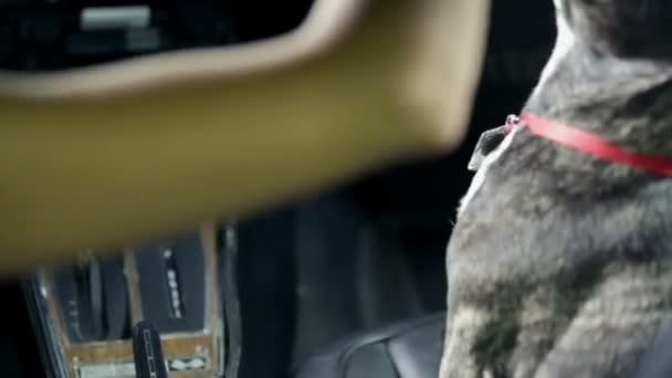 Woman awards her dog with treats in a car — Stock Video