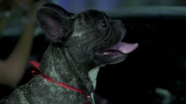 Bouledogue français respirant précipitamment la langue tendue — Video